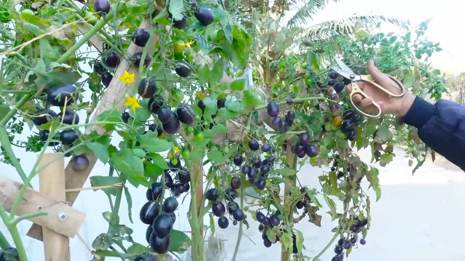 Easy Grow Grape Tomatoes