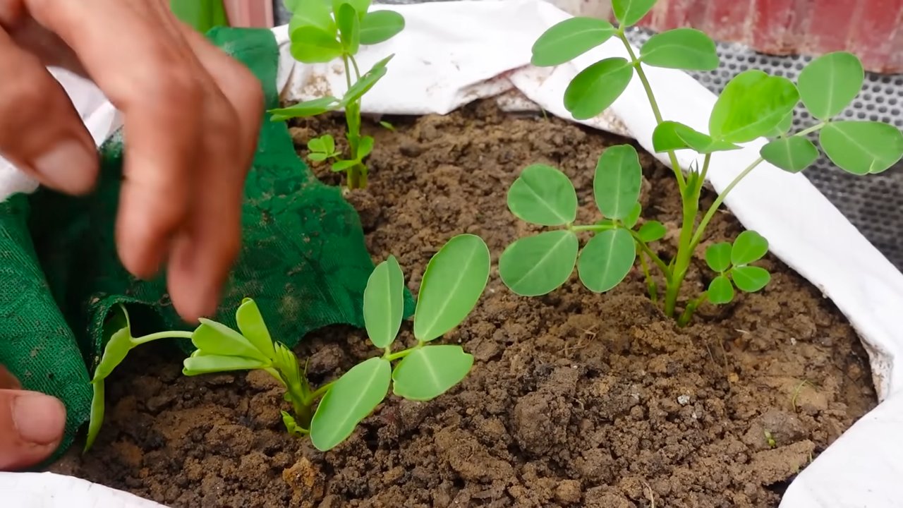 Growing peanuts backyard