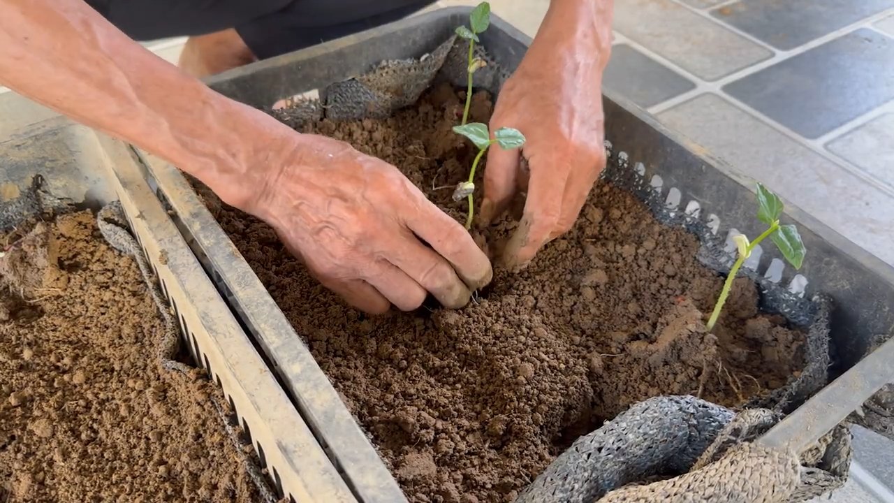 Effortless self growing cowpeas