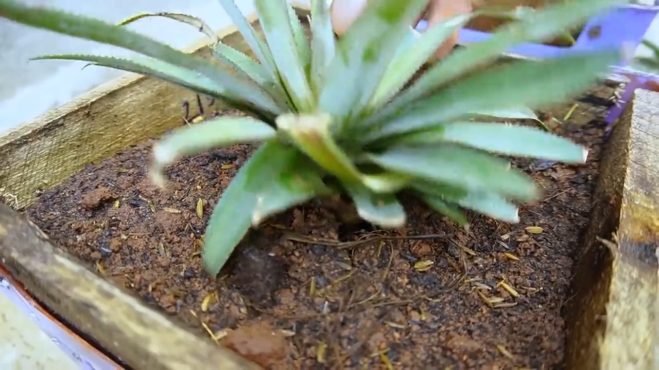 Growing Pineapple in Plastic Chair