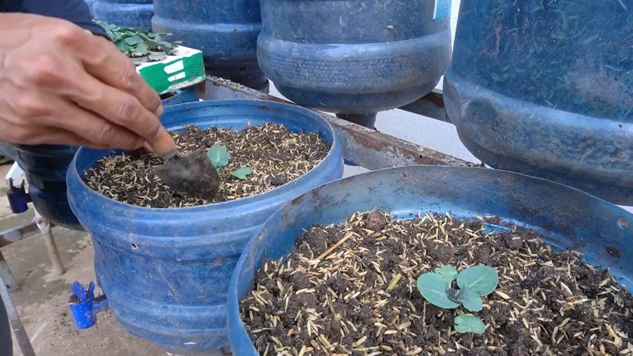 Growing Kailan for Bigger Harvests