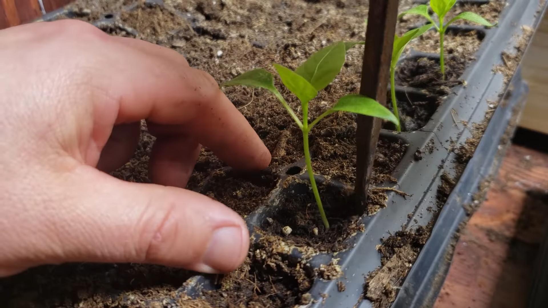 Growing Peppers at Home