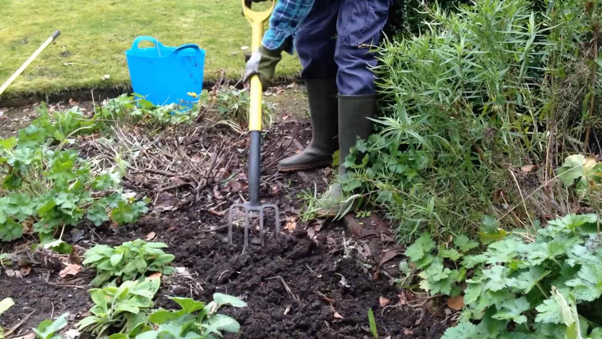 Grow Blueberries at Home