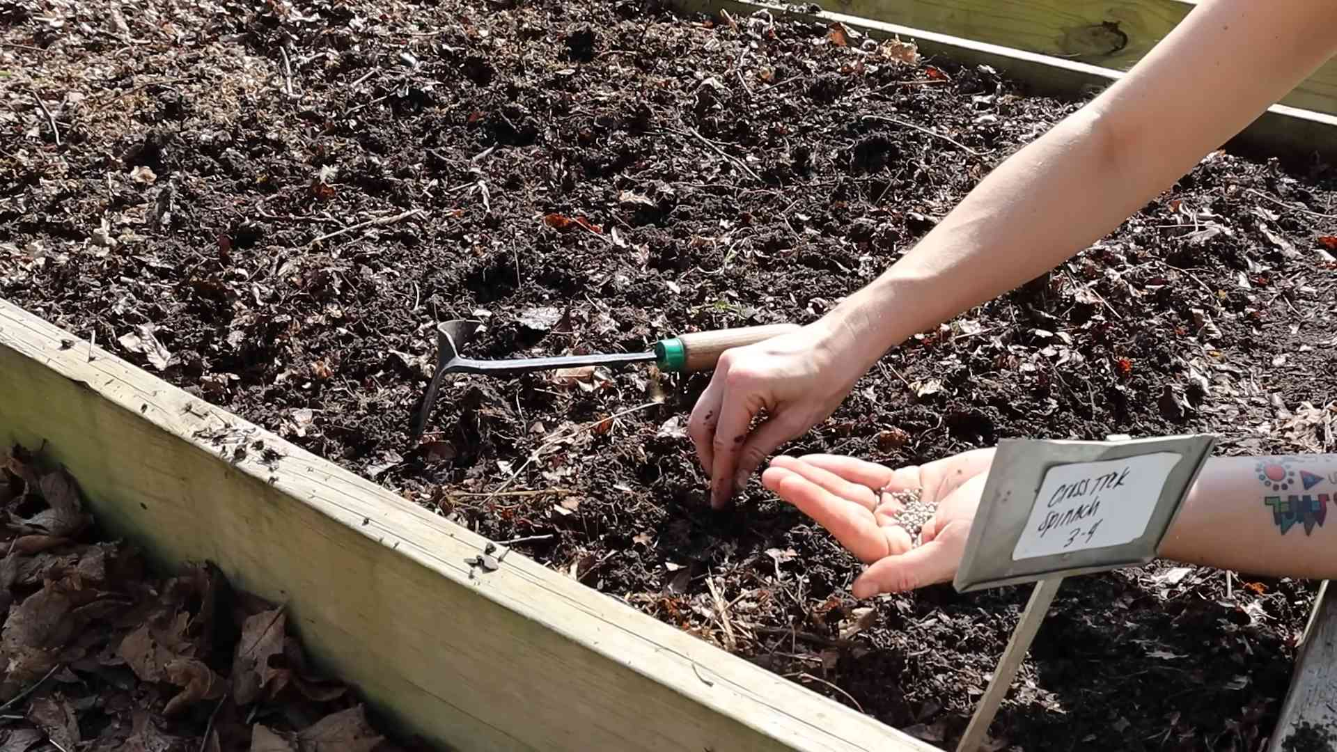 Grow spinach indoors