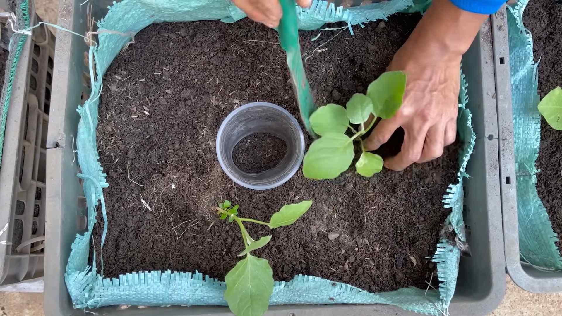 Eggplant cooking tips