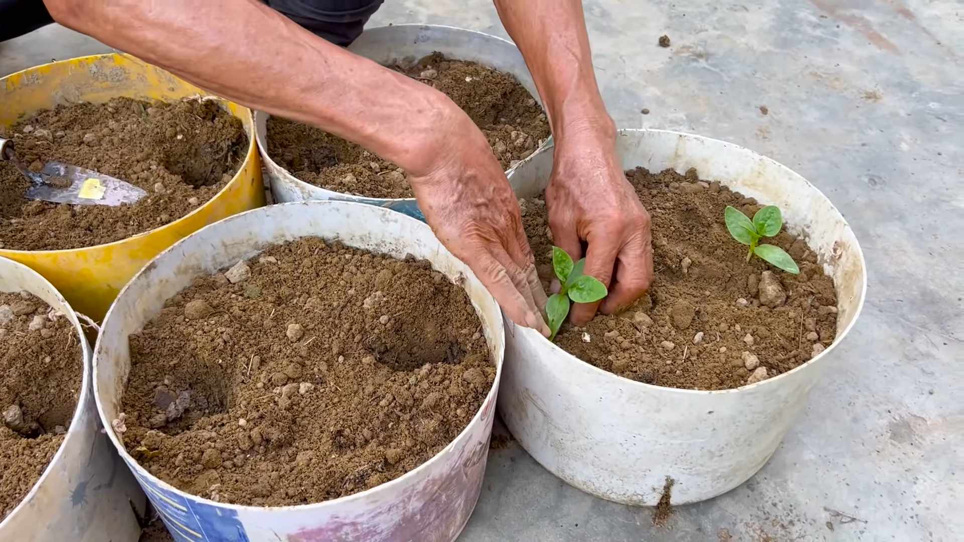 Growing Malabar Spinach Indoors