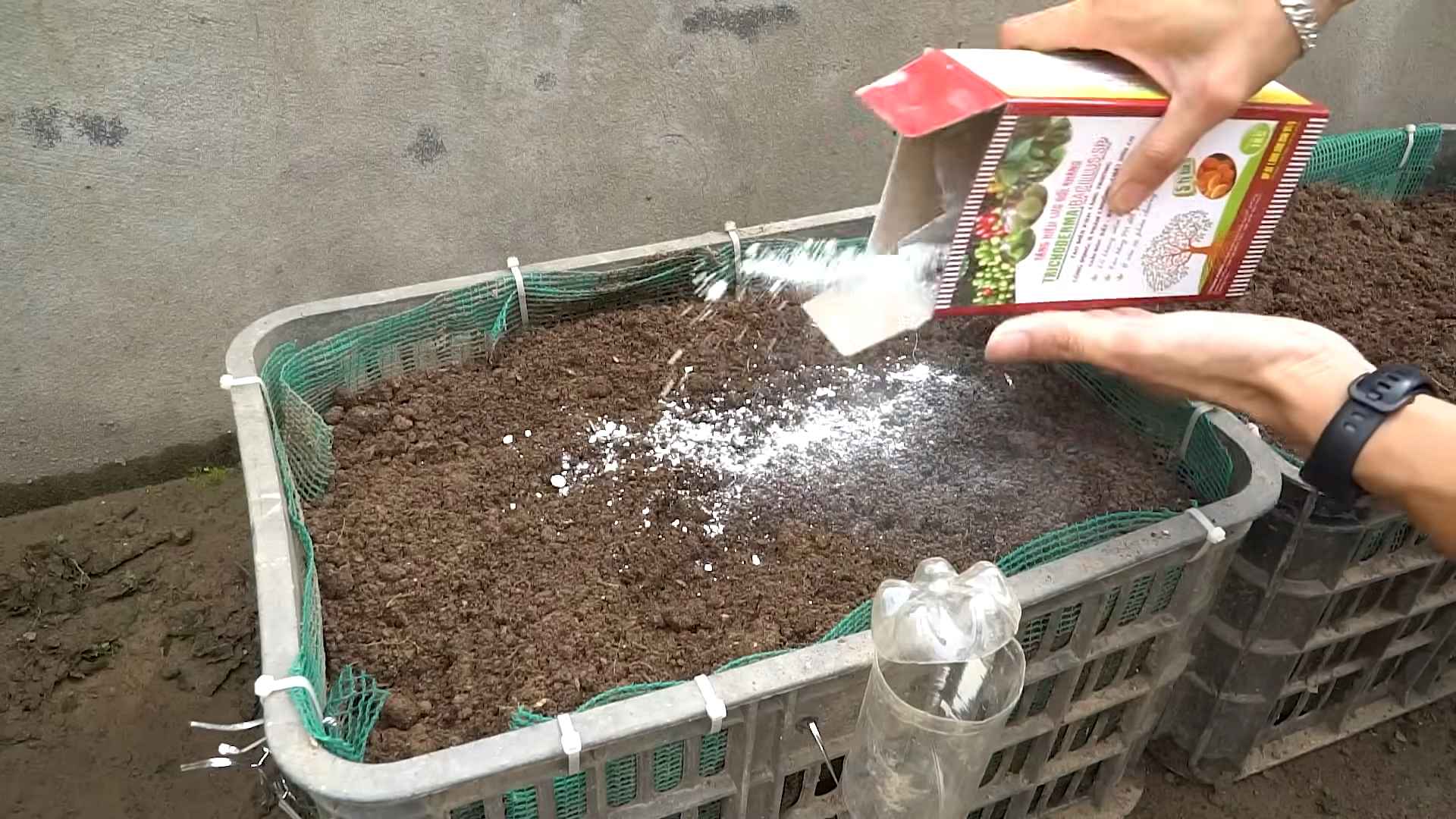 Eggplant Planting Home Garden