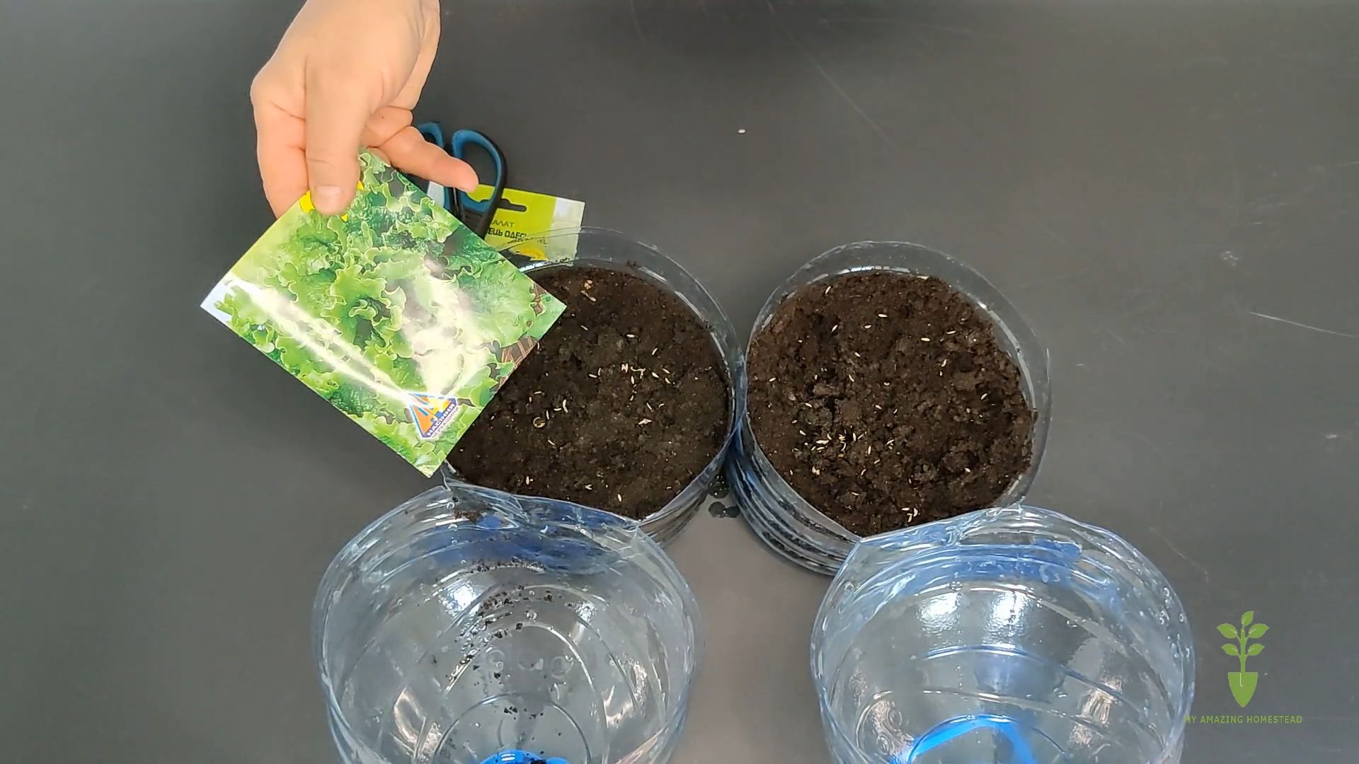 Grow Lettuce at Home