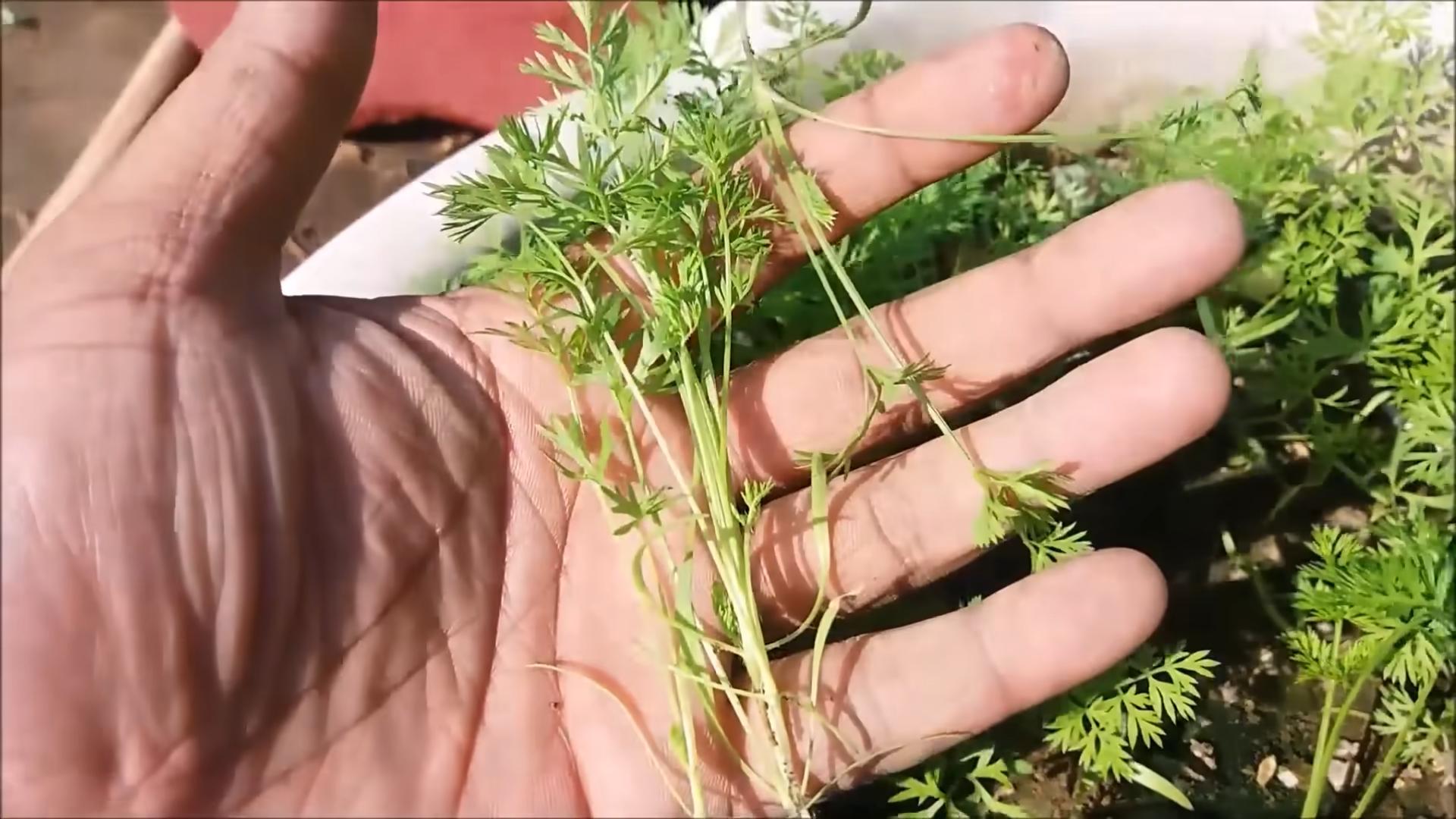 Growing French Beans