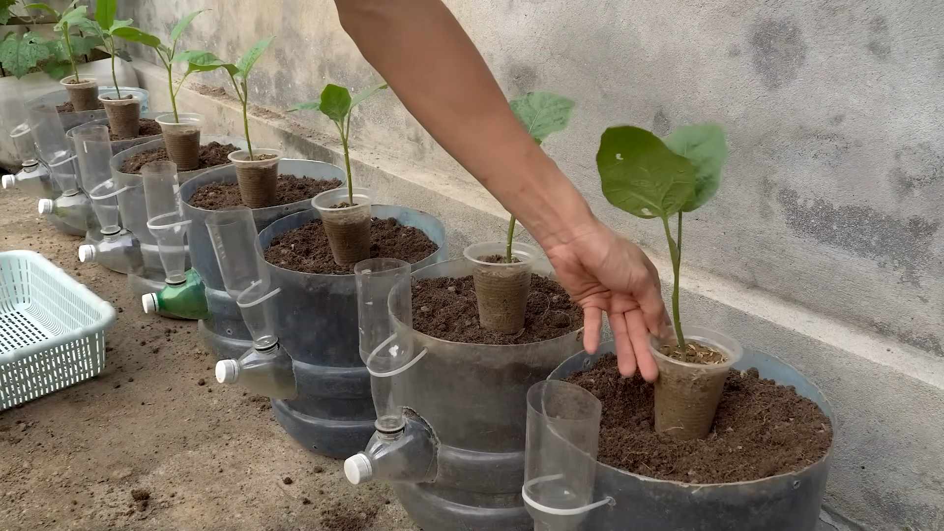 Eggplant Container Growing