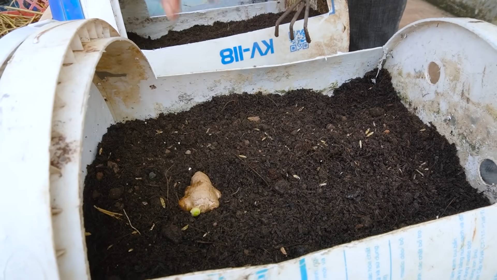 Balcony Garden Fresh Ginger