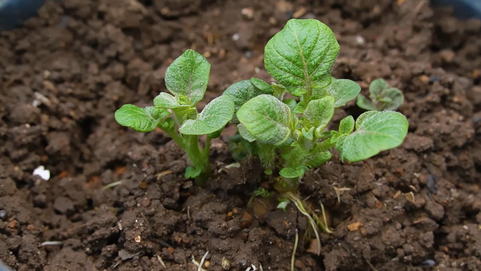 Soil Free Bucket Potatoes