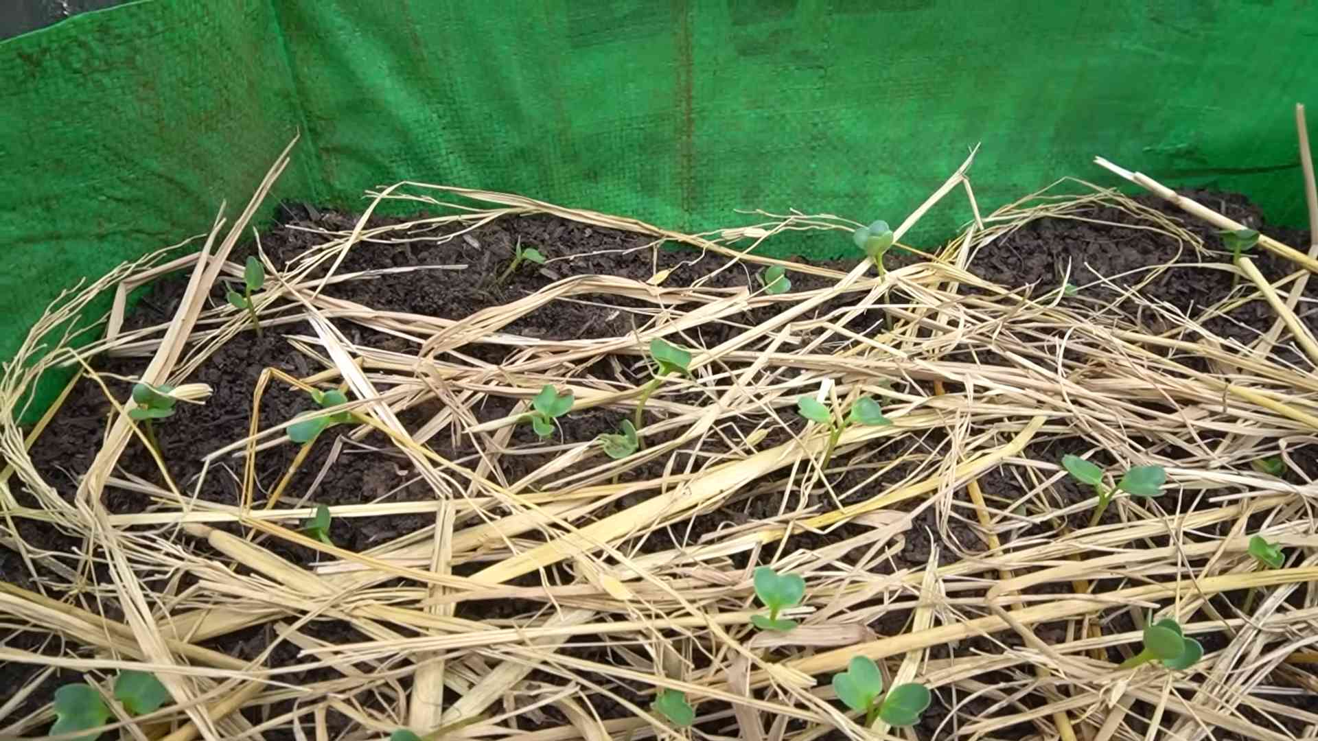Radish growing tips
