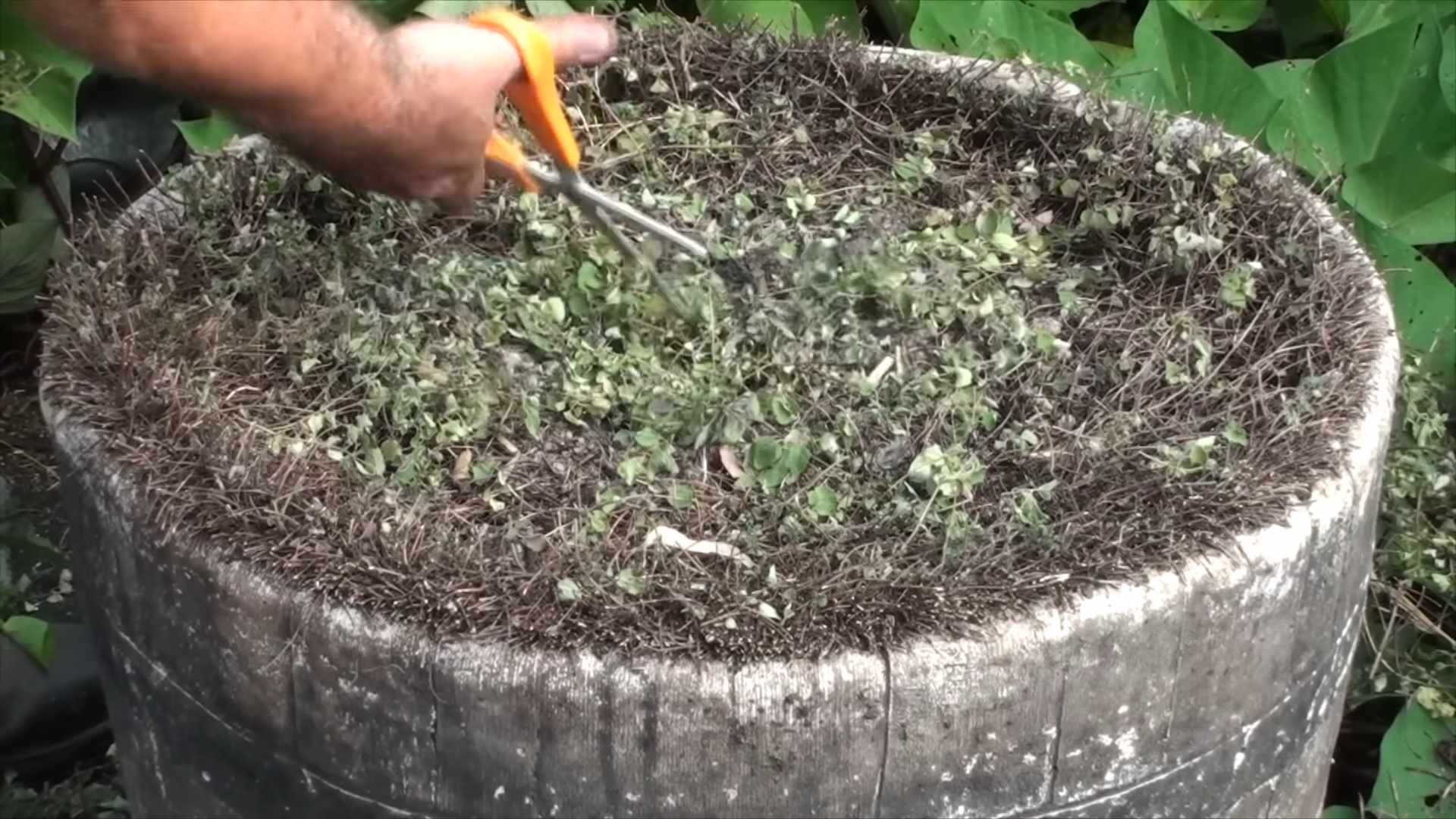 Grow Oregano Indoors