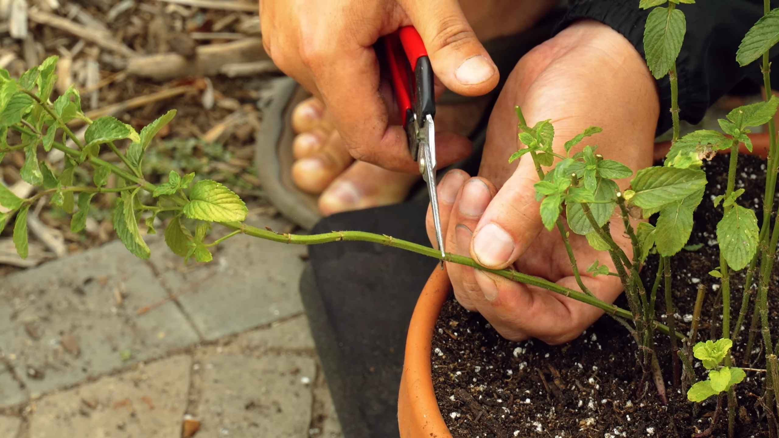 Mint Growing in Pots