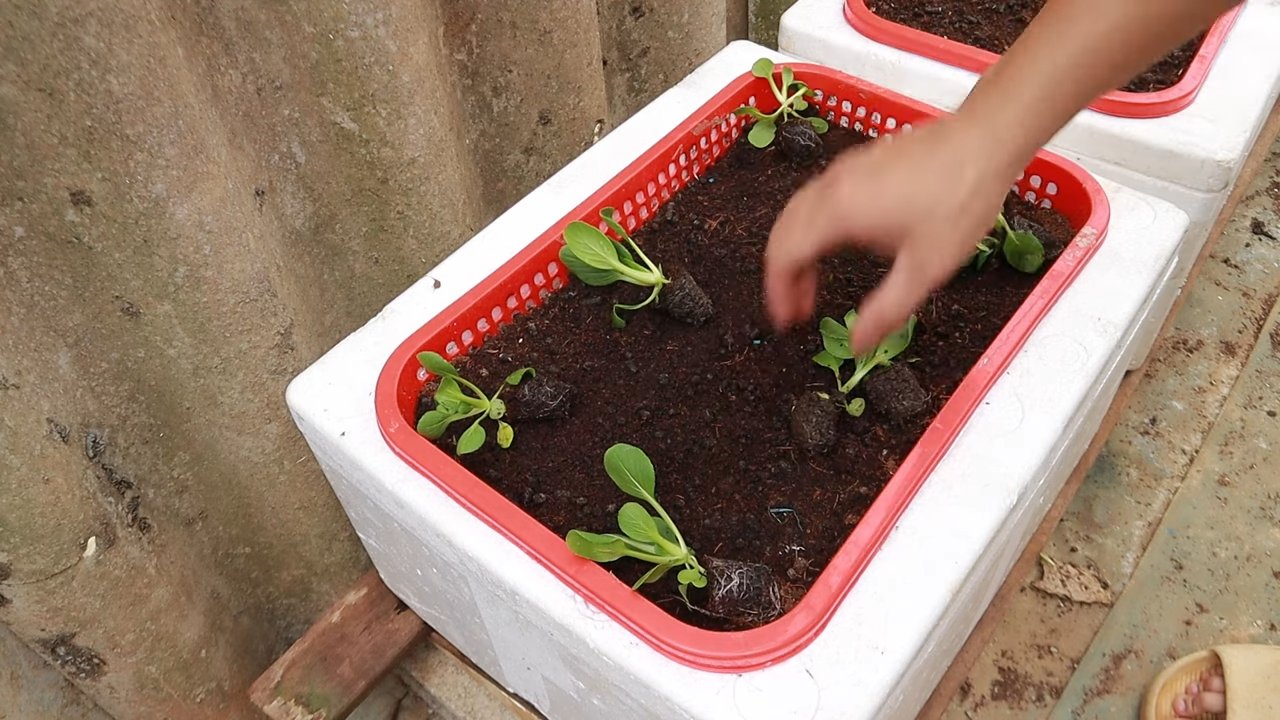 Grow Bok Choy at Home