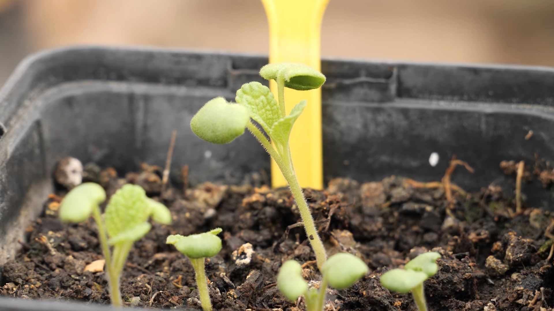 Growing fresh sage at home