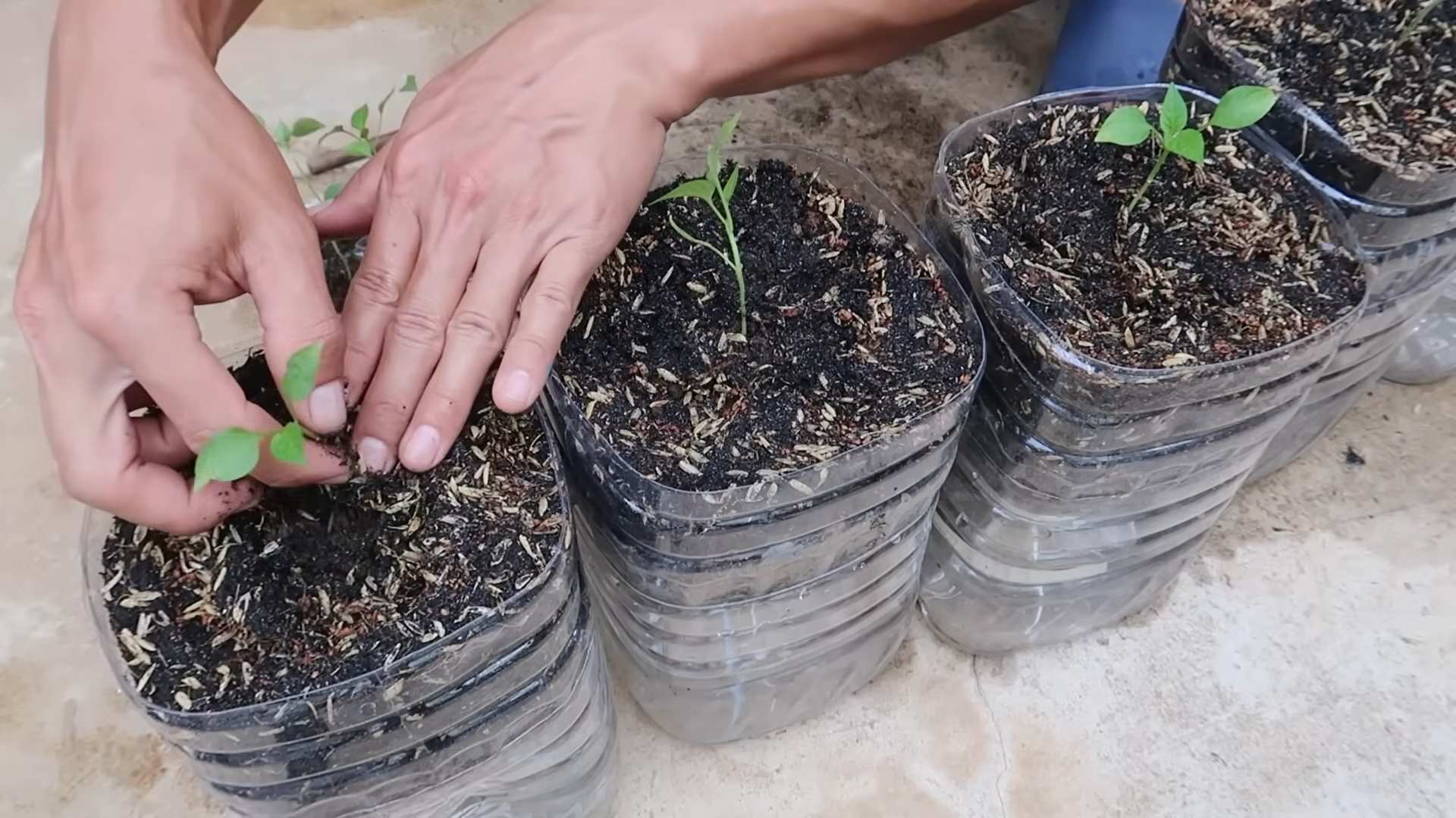 Grow Spicy Chilies at Home