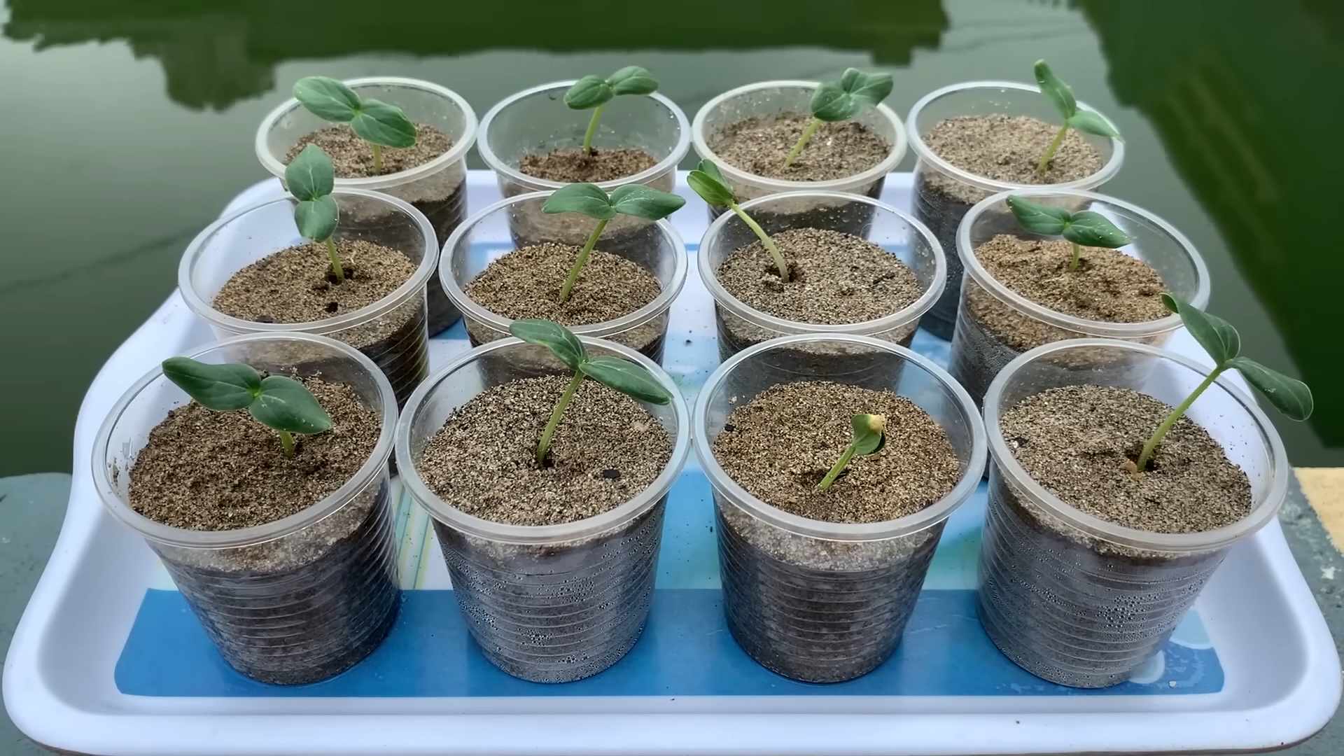 Grow Cucumbers at Home