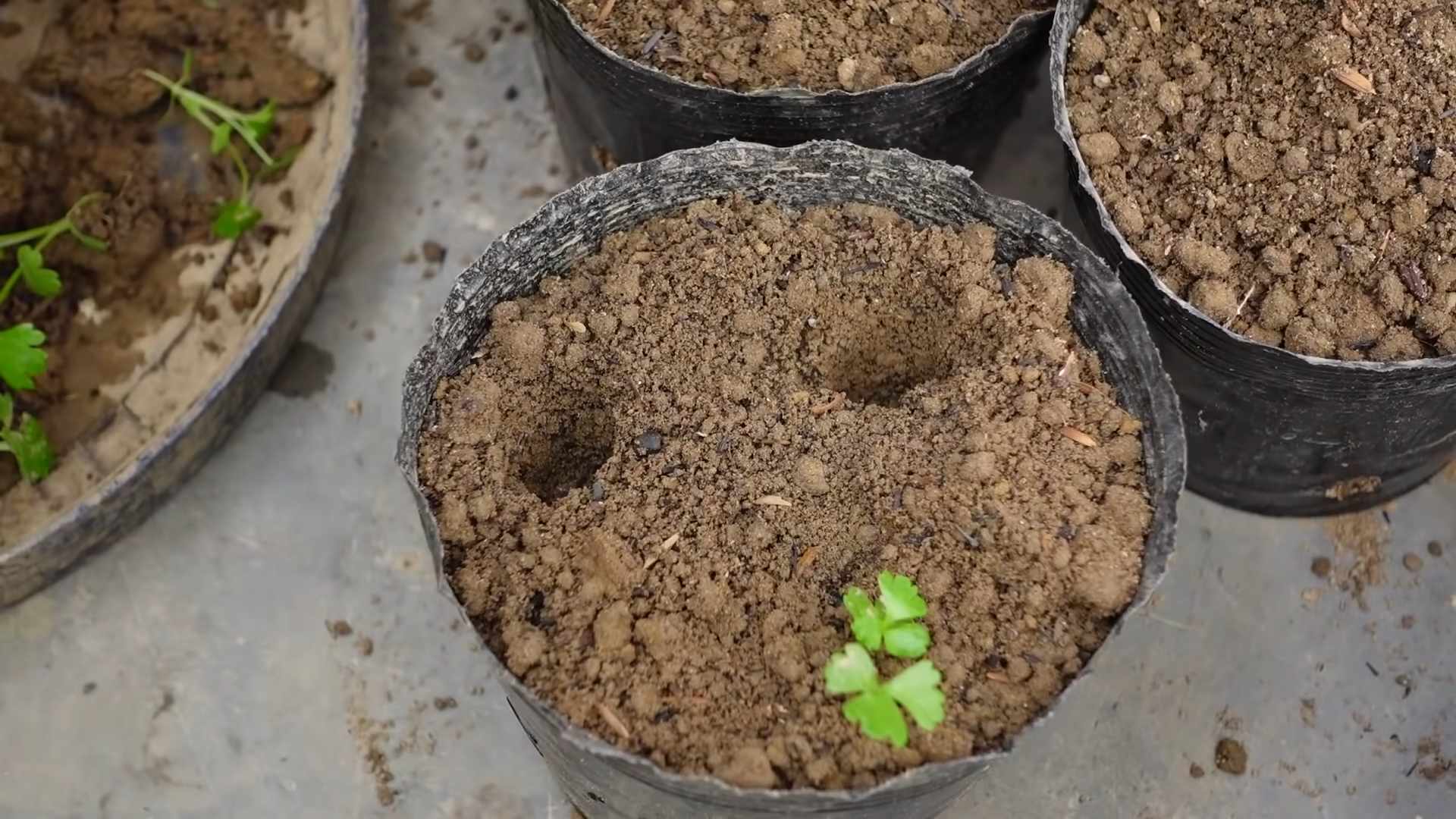 Planting Celery at Home