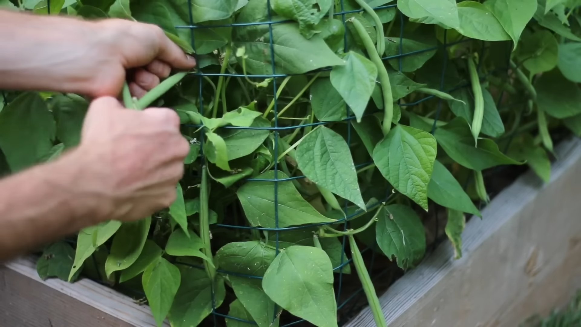 Bush Bean Home Growing