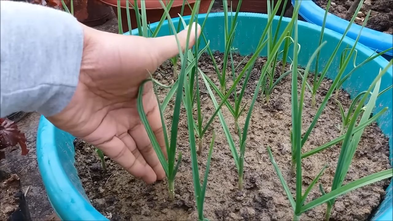 Harvest Garlic Easily