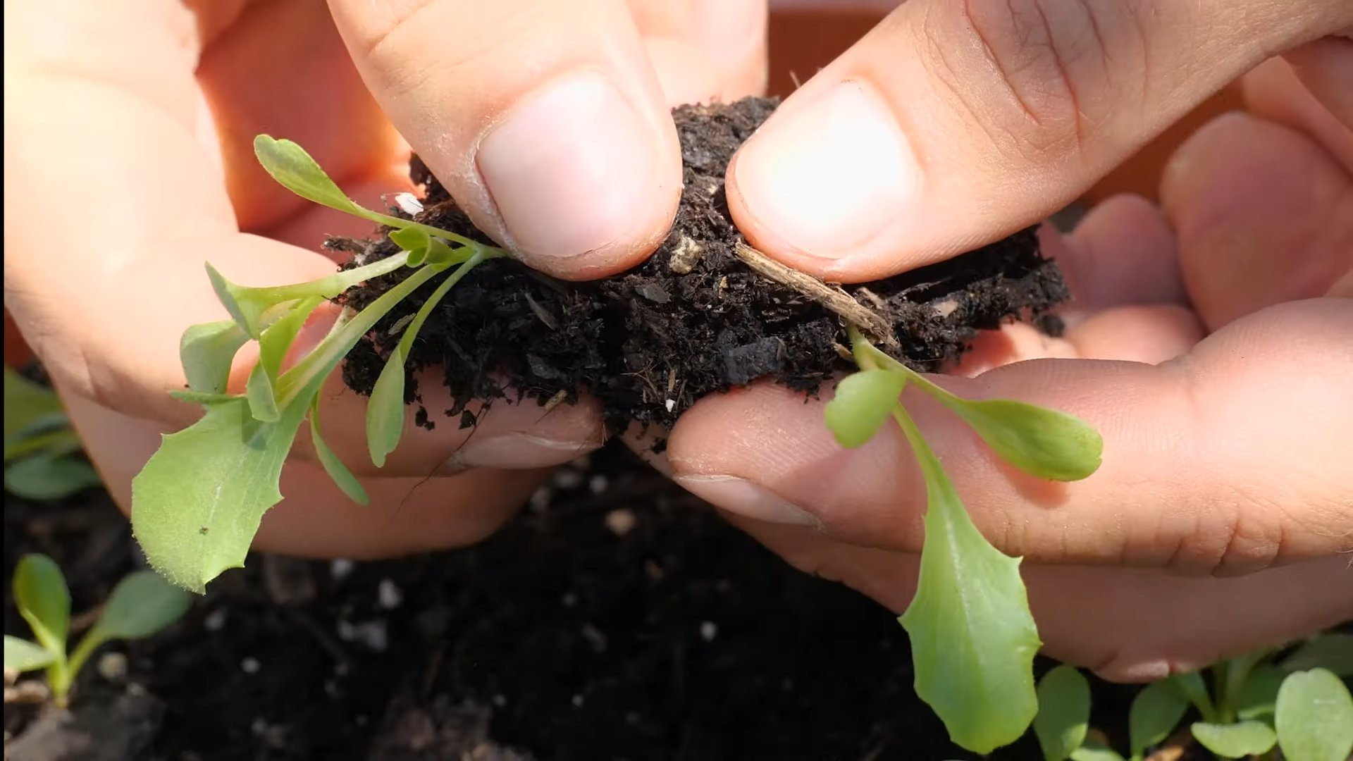 Growing Iceberg Lettuce Beginners