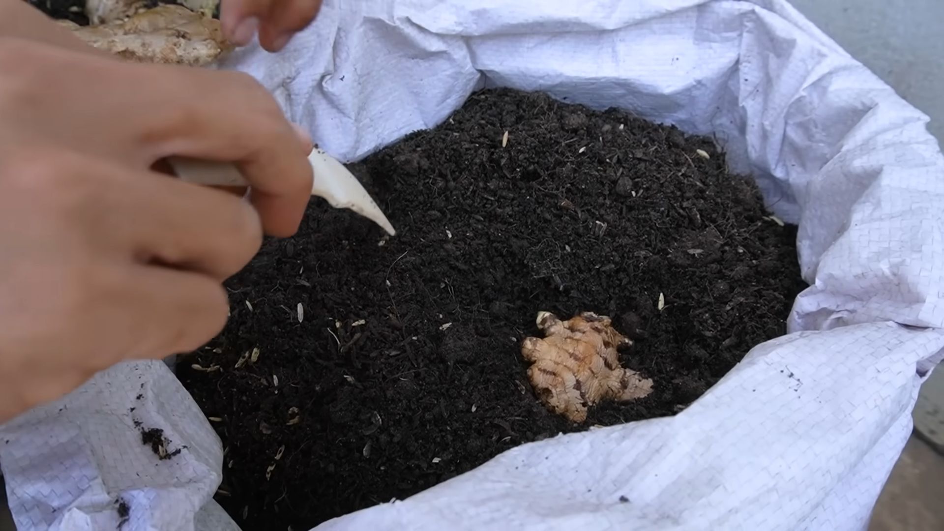 Grow Ginger Indoors