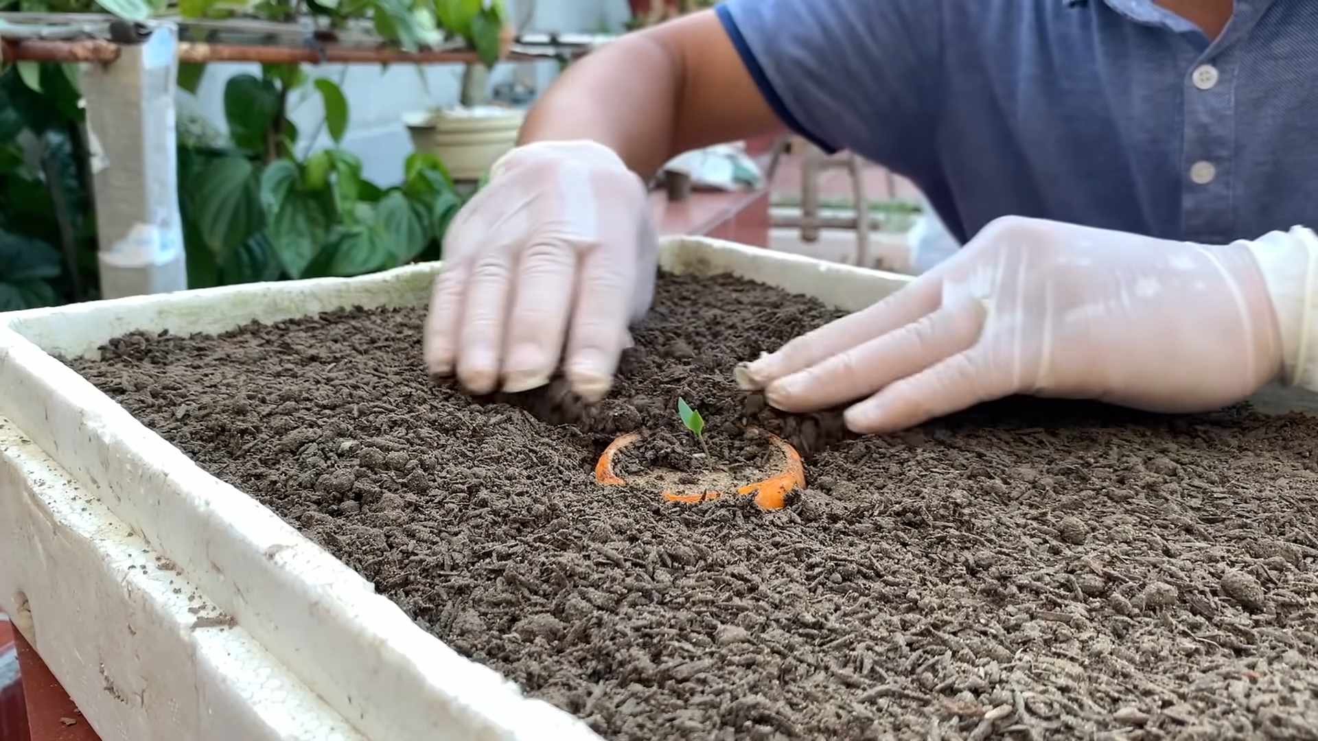Grow Chili Peppers