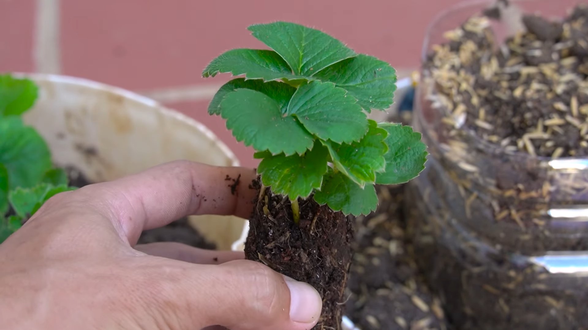 Strawberry Garden Tip