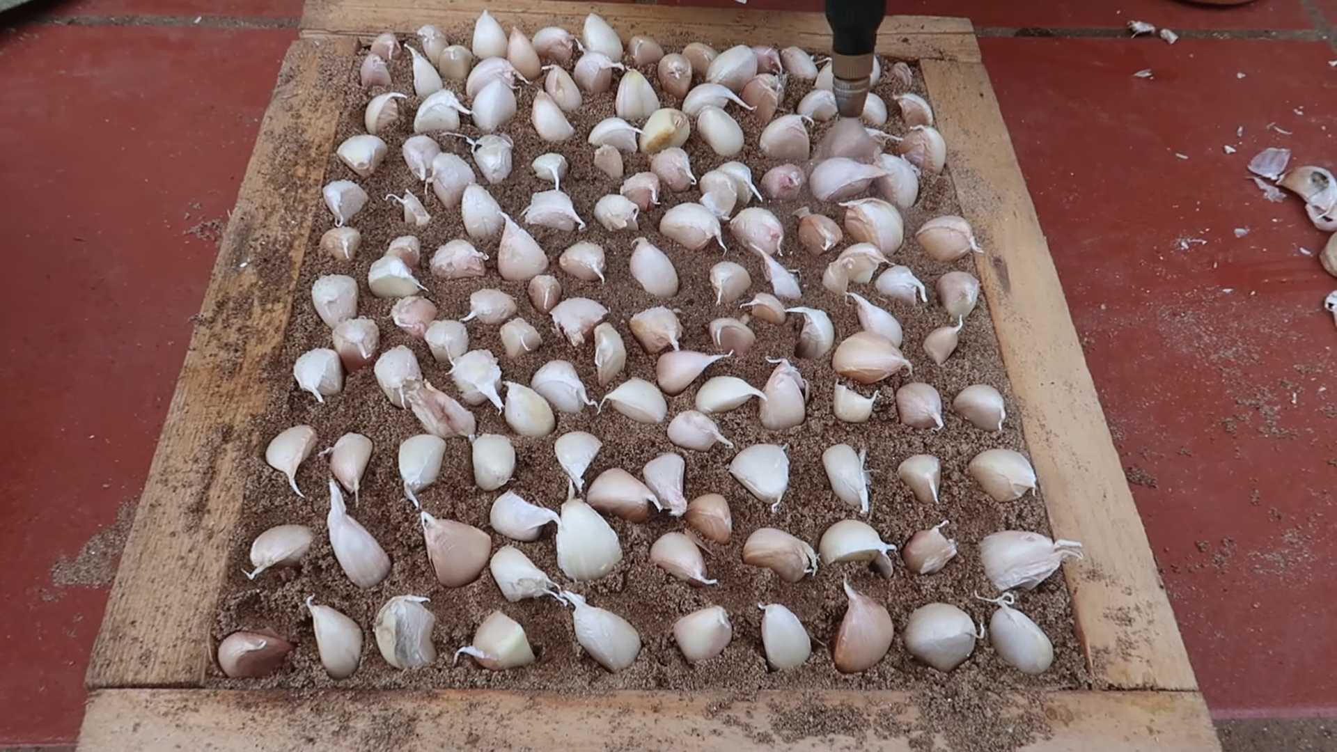 Growing Garlic in Bags