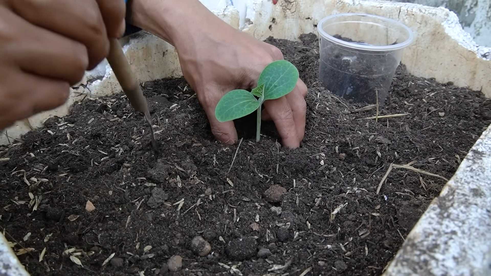 Biggest Pumpkin Harvest