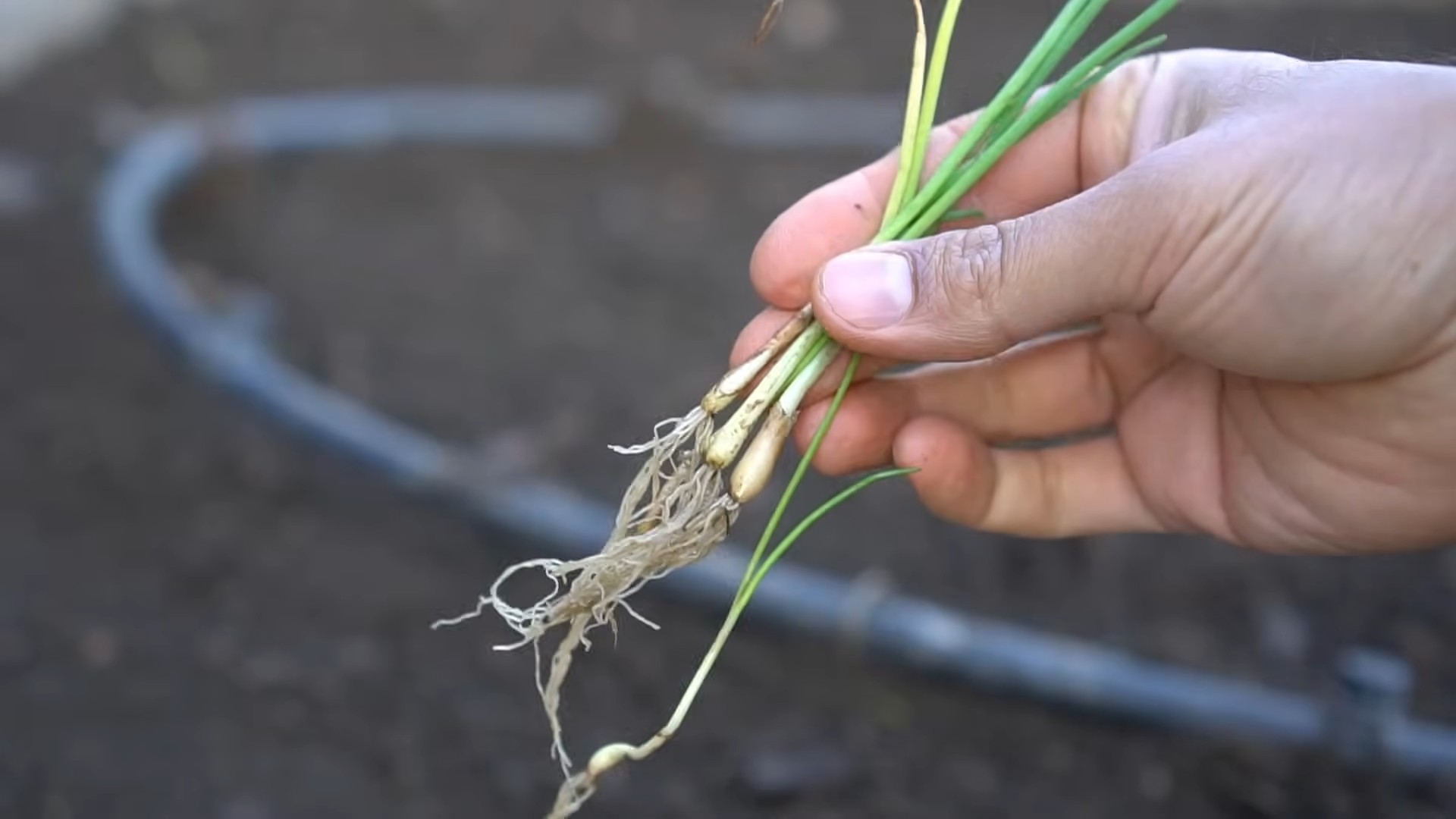 Grow Onions at Home