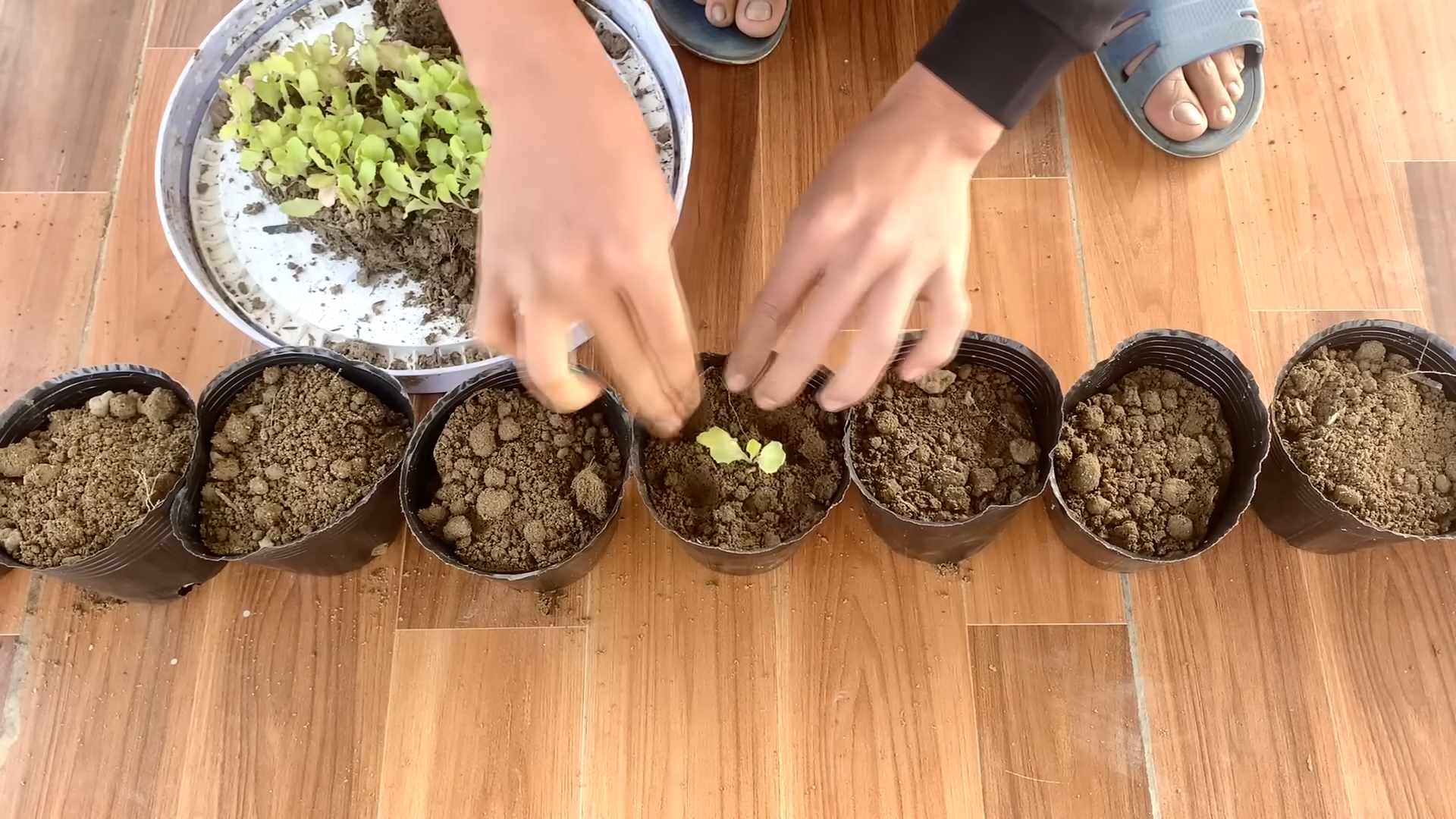 Carrot Planting at Home