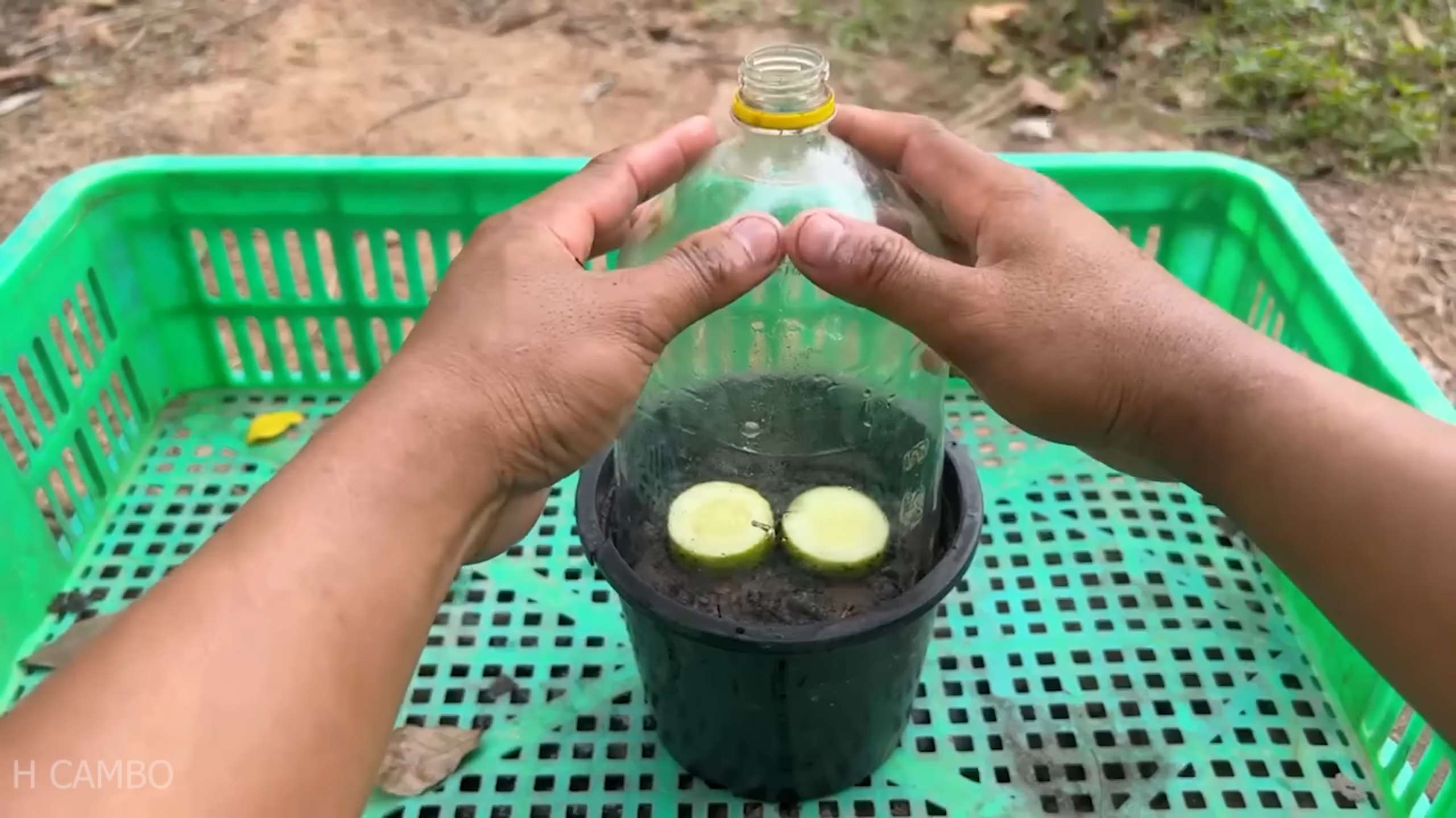 Grow Crunchy Cucumbers