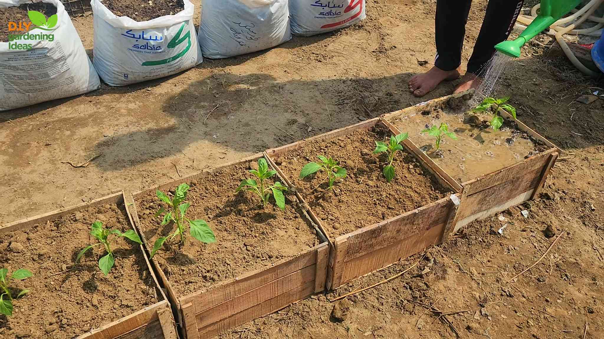 Grow Bell Peppers Containers