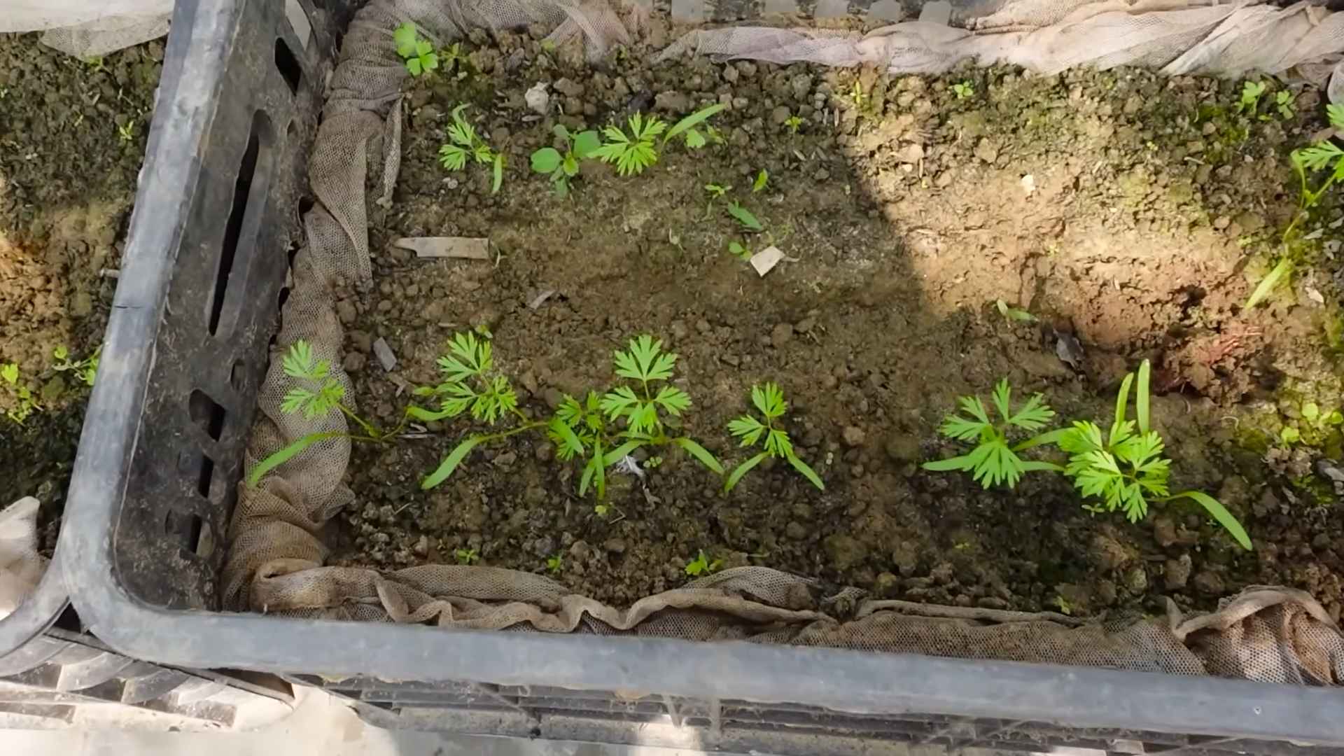 Grow Carrots at Home