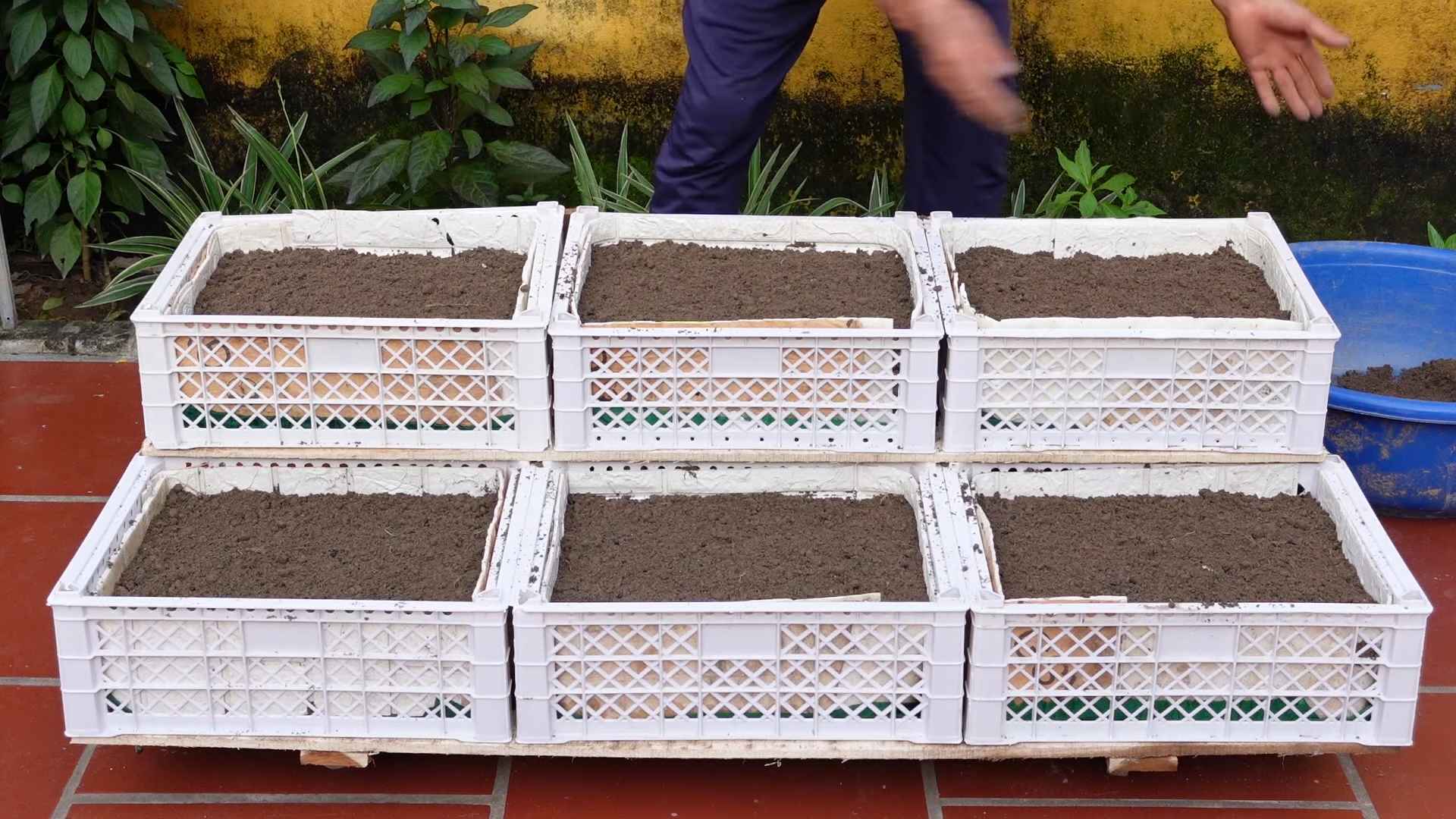 Home Vegetable Garden