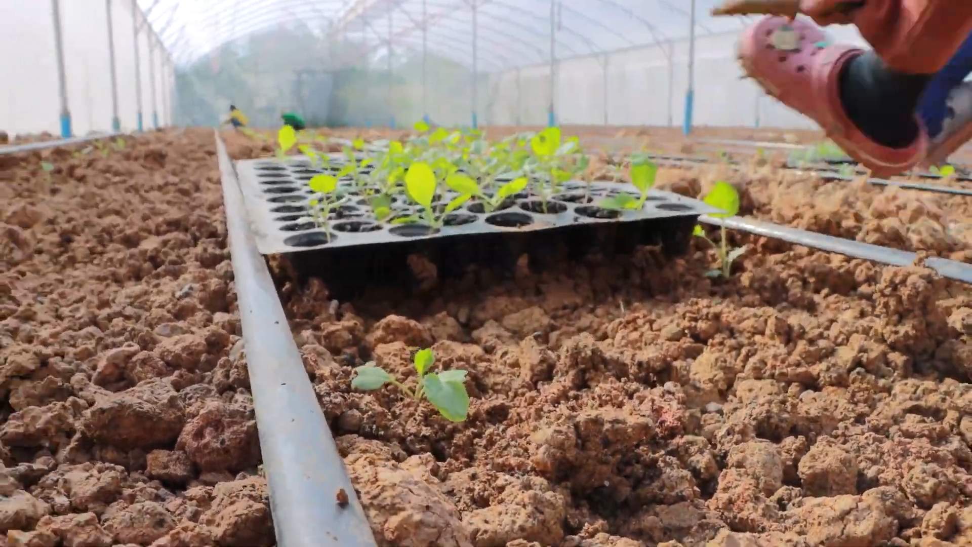 Grow Broccoli at Home