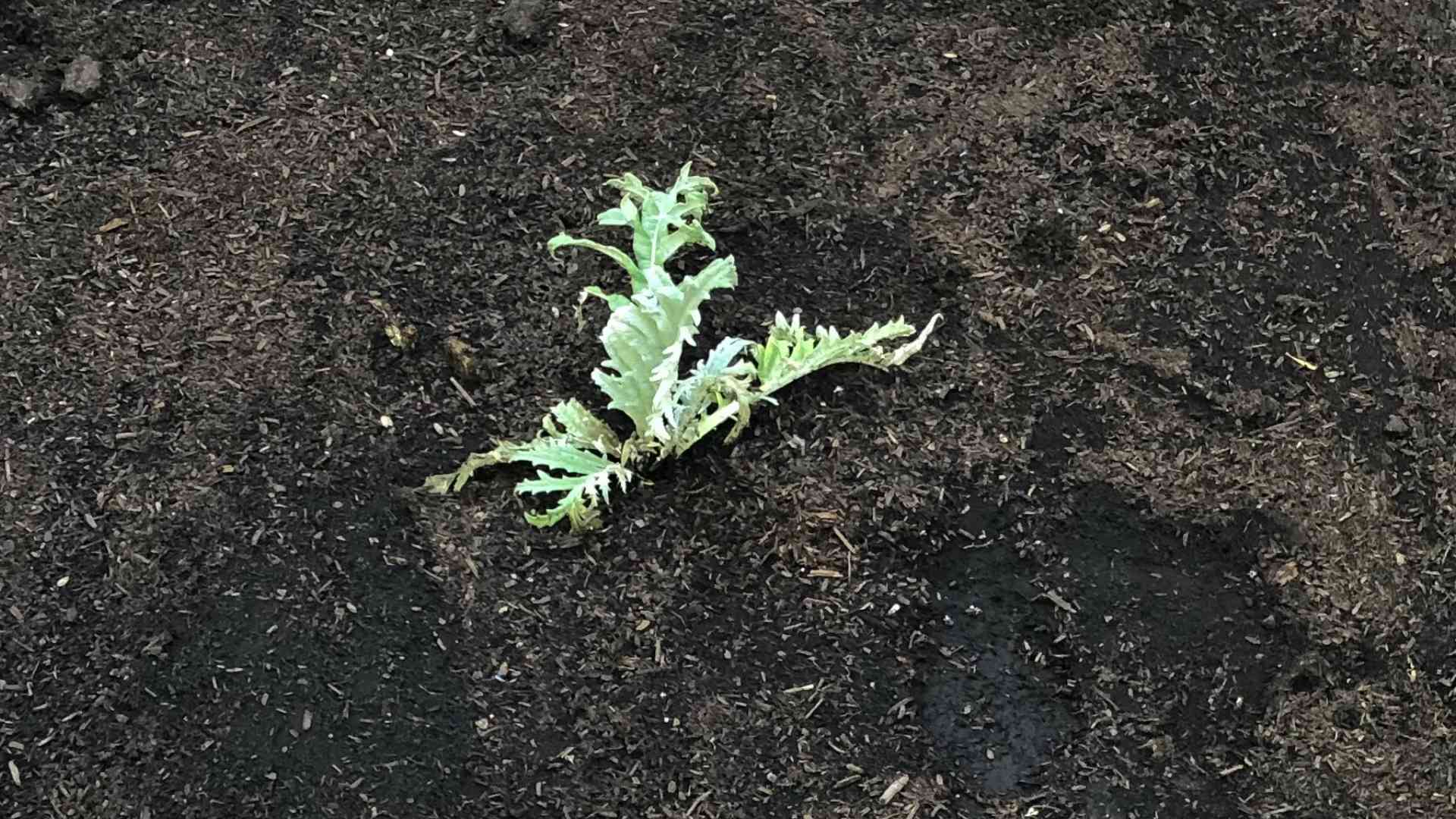 Grow artichokes at home