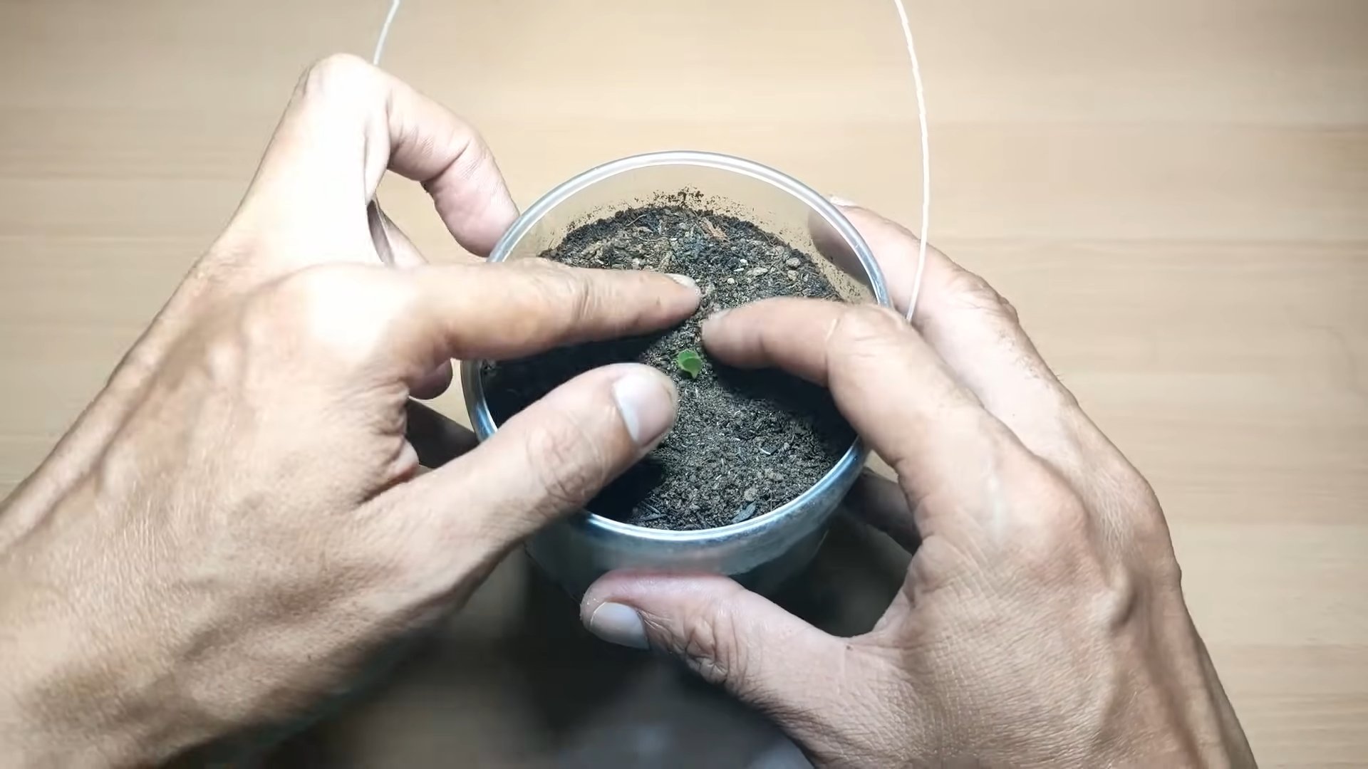 Growing Lettuce Beginners Guide