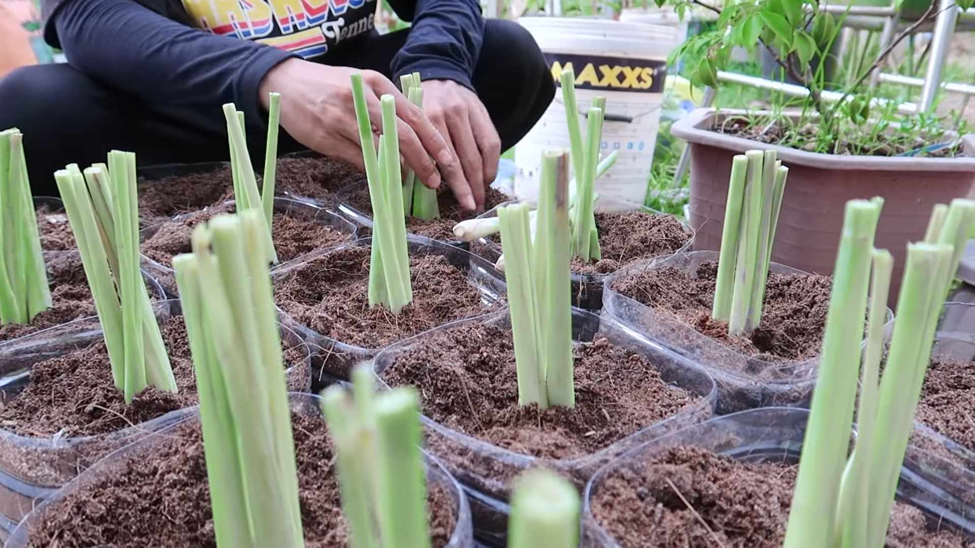 Grow Lemongrass Easily