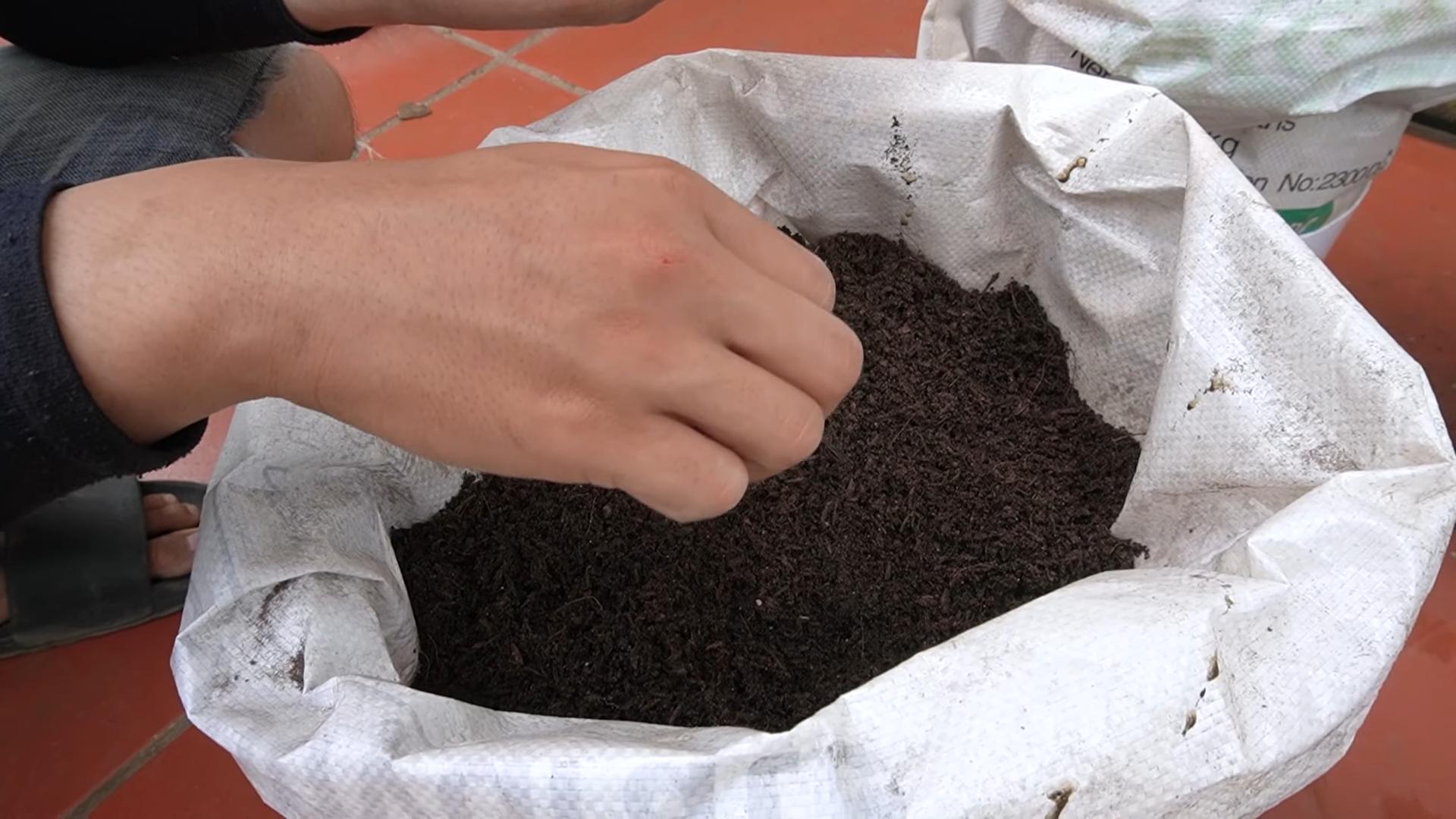 Container Cabbage Gardening