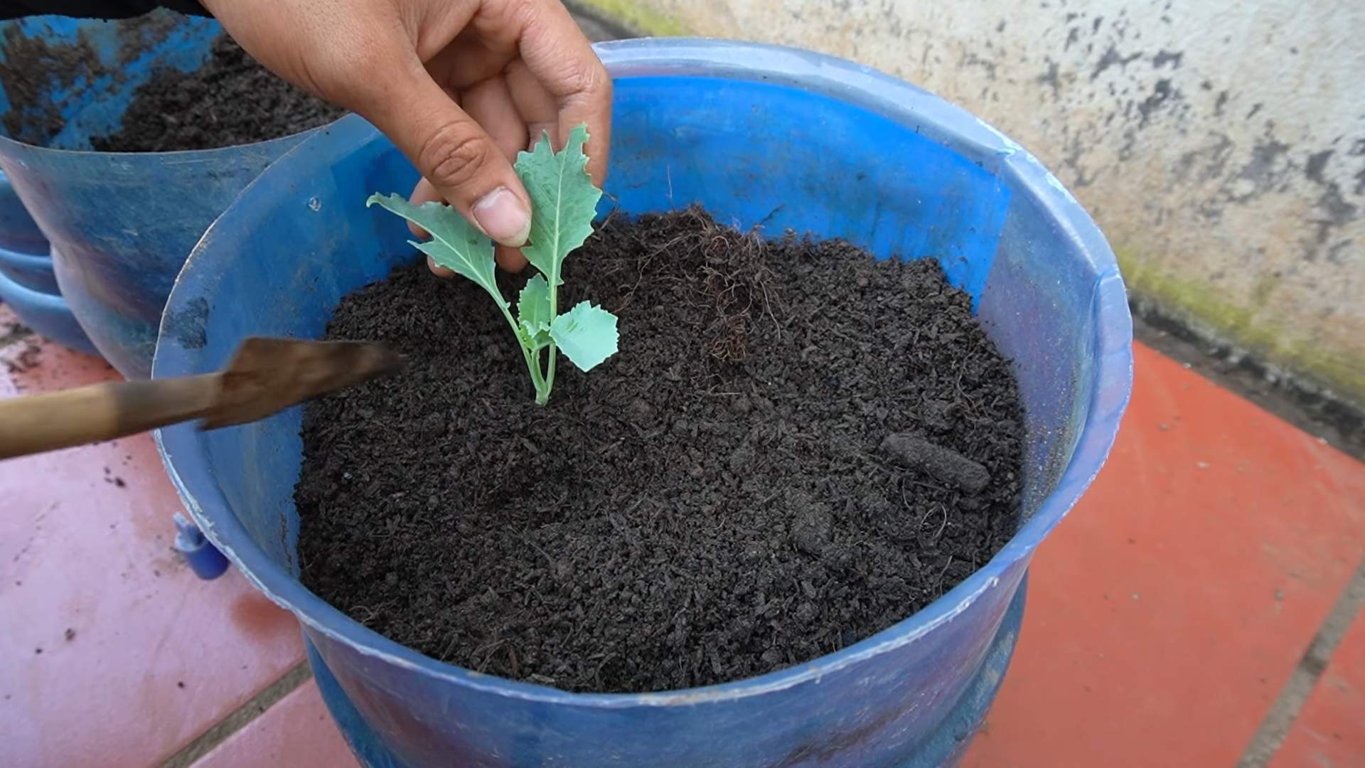 Kohlrabi harvest compact spaces
