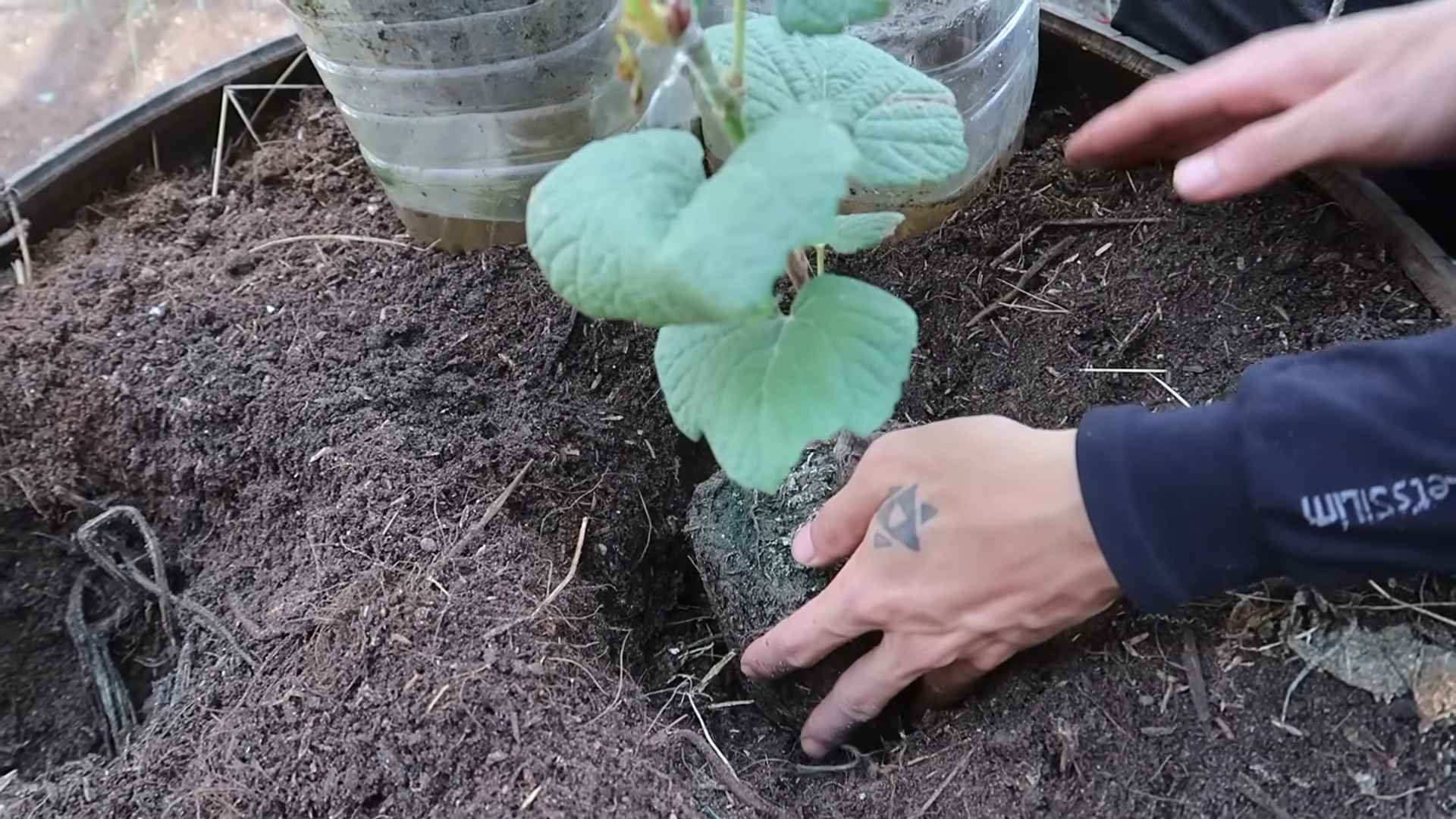 Backyard Grape Harvest Increase