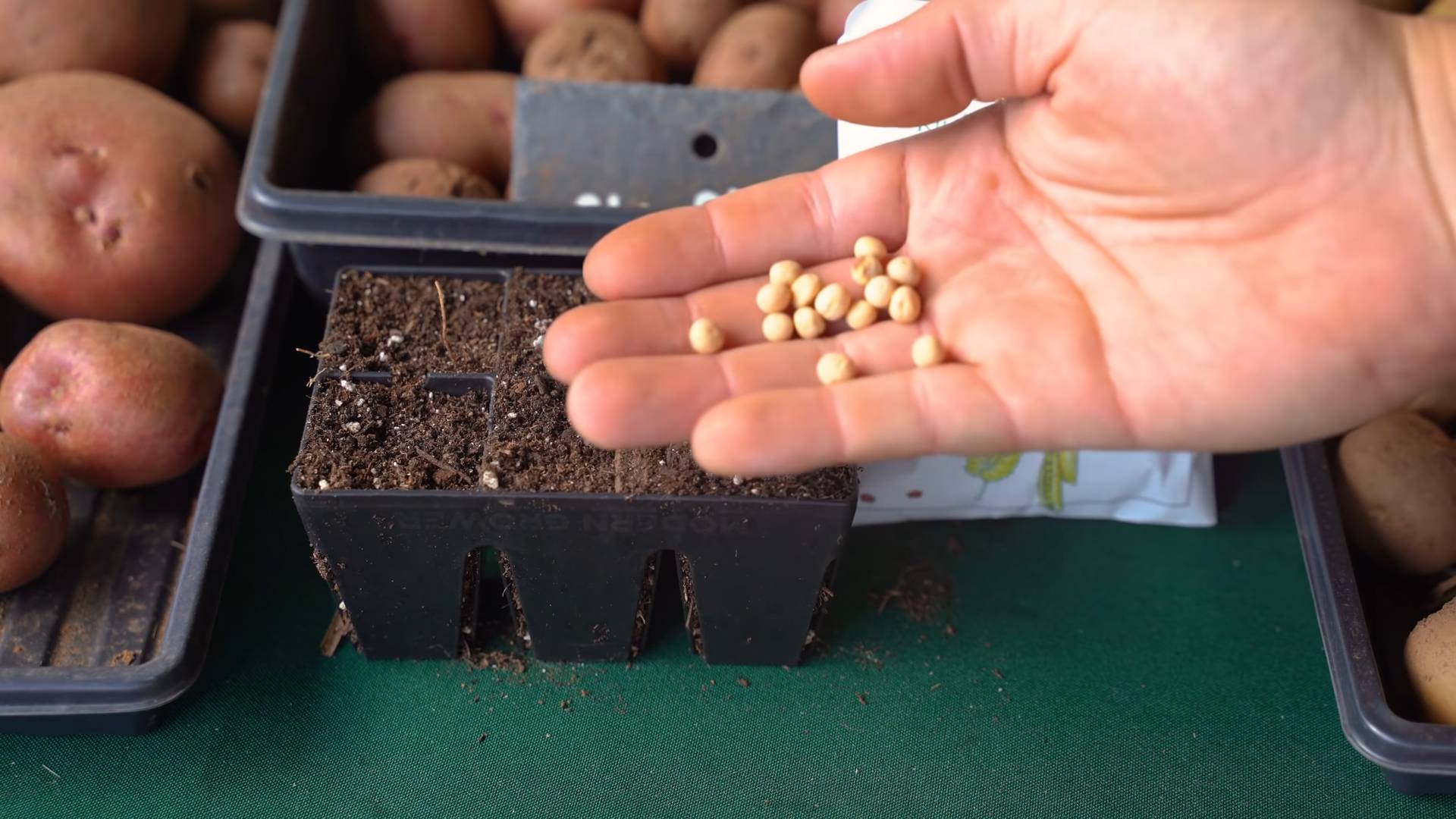 Planting Peas Indoors