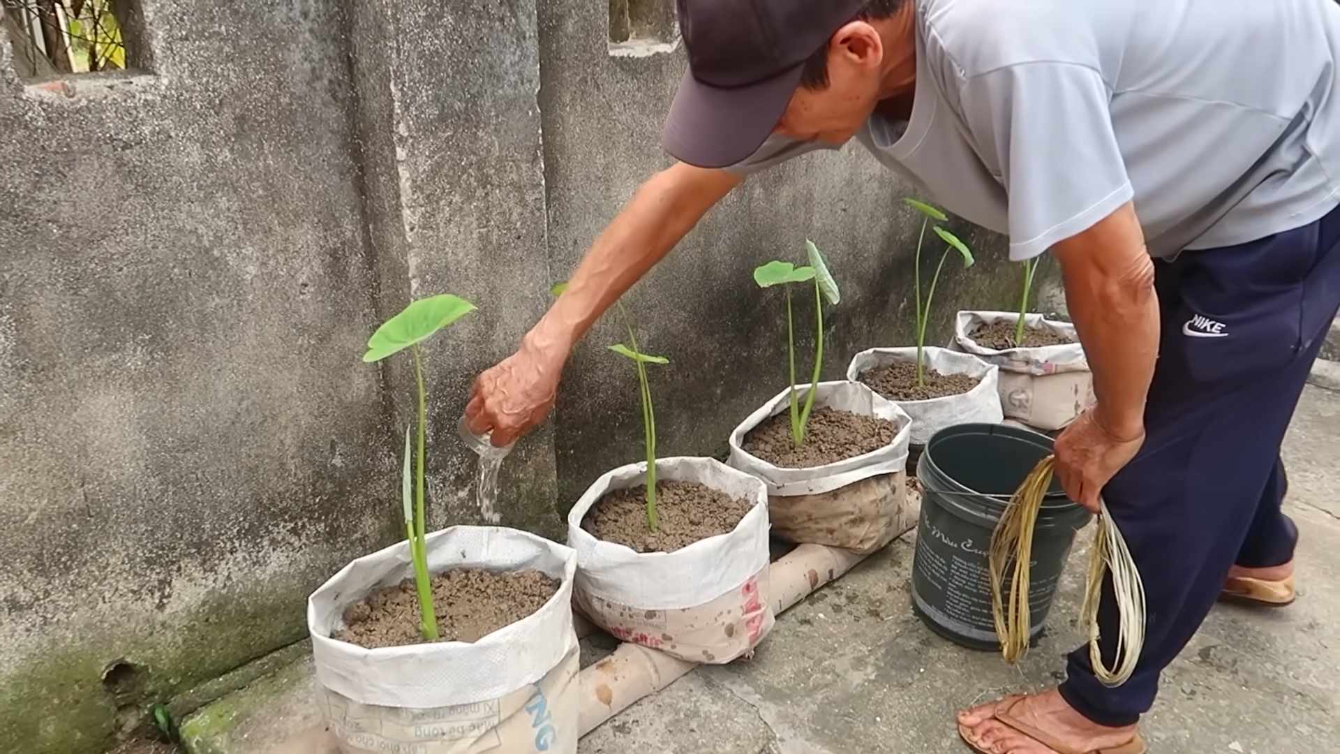 Indoor Taro Planting