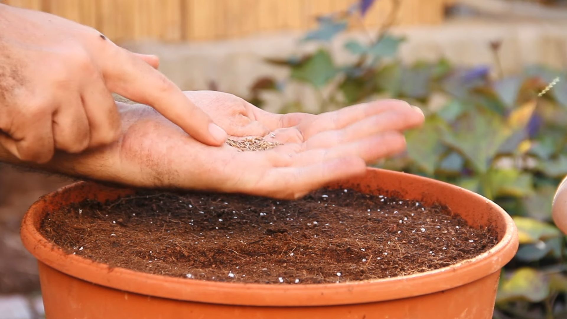 Grow Dill Indoors