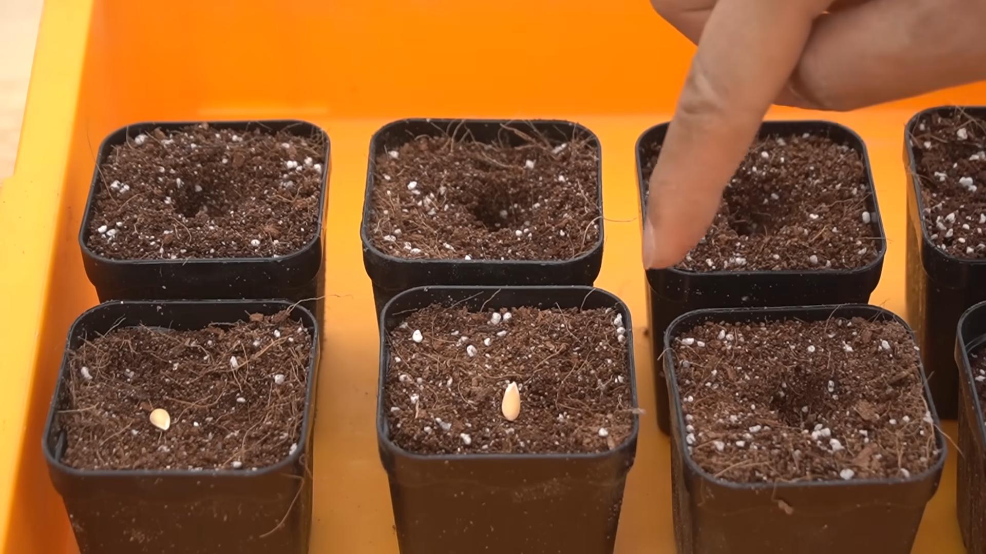 Melon Planting Home Garden