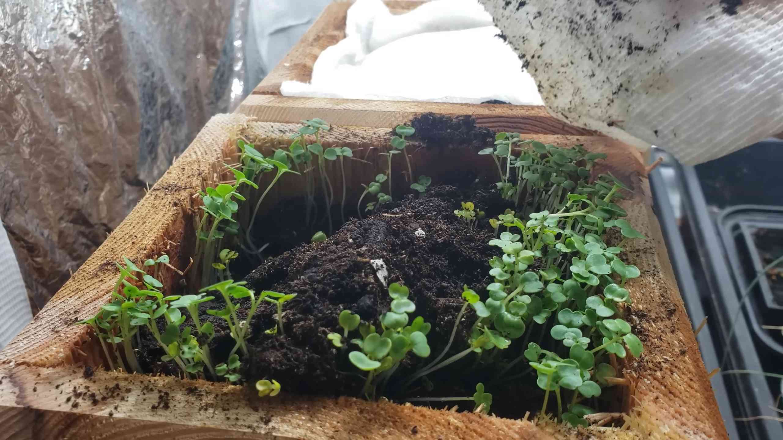 Grow fresh basil at home